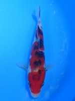 　 大正三色　16cm　
