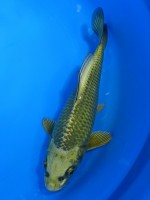  　金兜　20cm 　