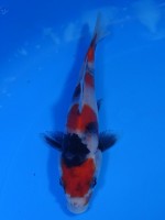  　丸天昭和三色　14cm　 