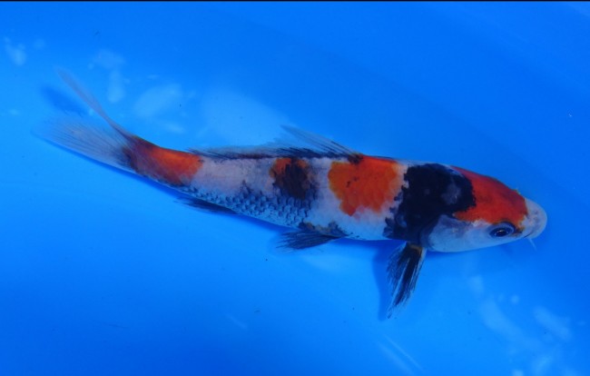 錦屋養鯉場 　丸天昭和三色　14cm　 錦鯉販売　通信販売　錦屋養鯉場