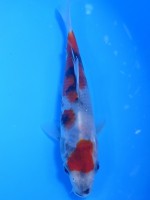  　昭和三色　15cm　