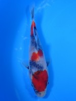 　丸天昭和三色　15cm　 