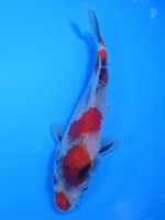  　昭和三色　16cm　 