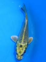  　金兜　20cm 　
