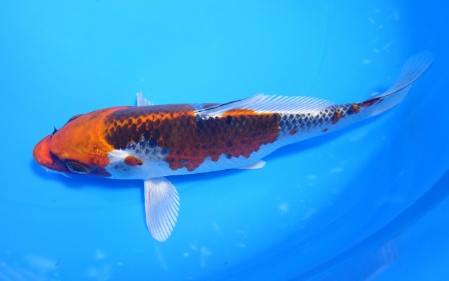 錦屋養鯉場 　クジャク黄金　18cm　 錦鯉販売　通信販売　錦屋養鯉場