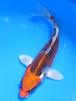  　クジャク黄金　18cm　