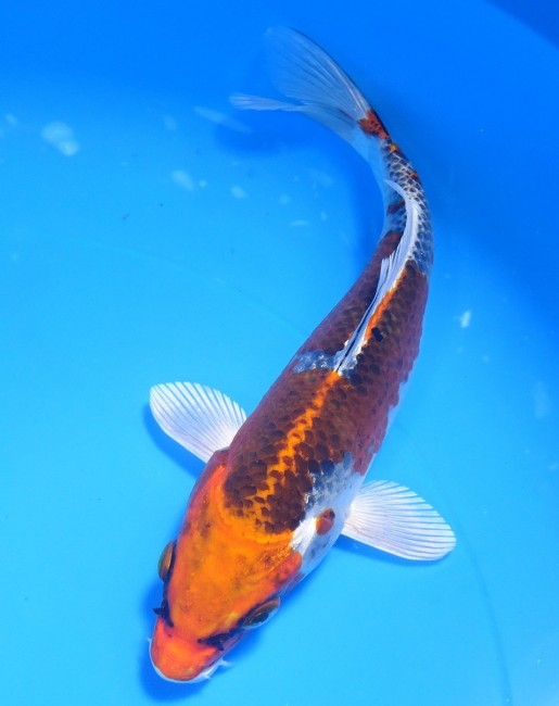 錦屋養鯉場 　クジャク黄金　18cm　 錦鯉販売　通信販売　錦屋養鯉場
