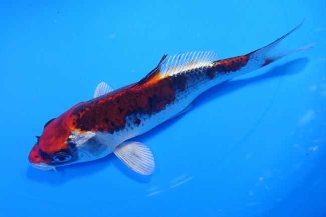 錦屋養鯉場 　クジャク黄金　18cm　 錦鯉販売　通信販売　錦屋養鯉場