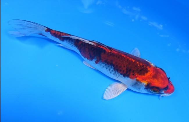 錦屋養鯉場　紅クジャク黄金　18cm　 錦鯉販売　通信販売　錦屋養鯉場