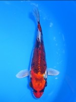 　紅クジャク黄金　18cm　