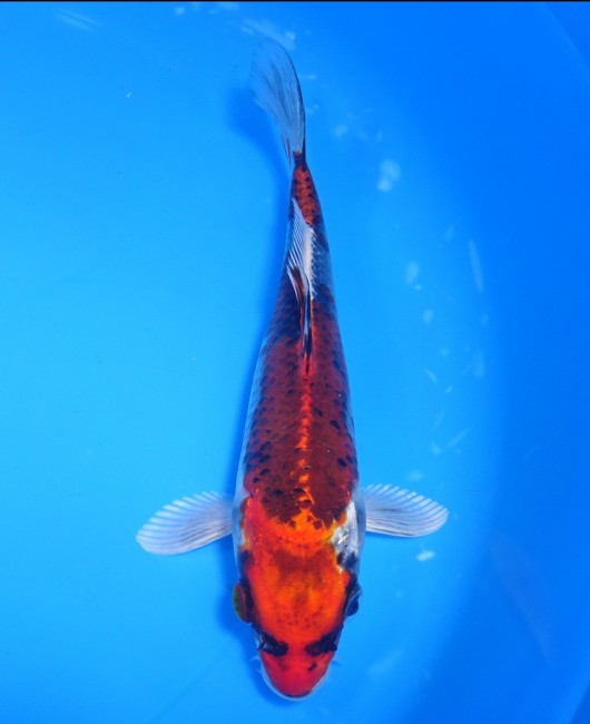 錦屋養鯉場　紅クジャク黄金　18cm　 錦鯉販売　通信販売　錦屋養鯉場
