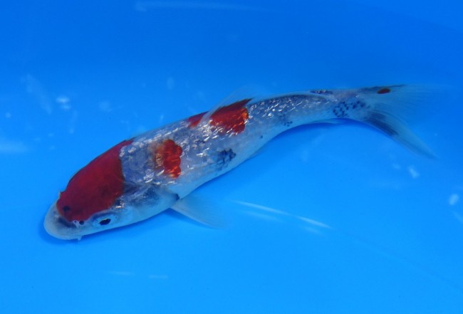 錦屋養鯉場　ダイヤ銀鱗 昭和三色　13cm　錦鯉　金魚　通信販売　錦屋養鯉場
