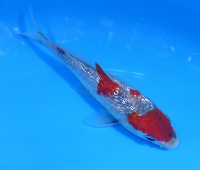 錦屋養鯉場　ダイヤ銀鱗 昭和三色　13cm　錦鯉　金魚　通信販売　錦屋養鯉場