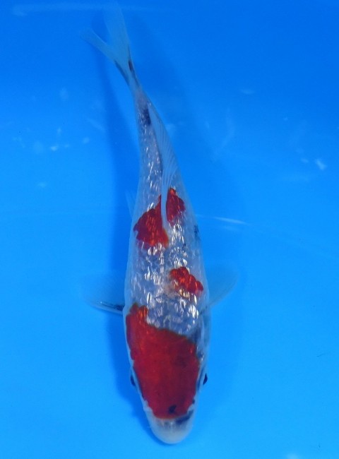錦屋養鯉場　ダイヤ銀鱗 昭和三色　13cm　錦鯉　金魚　通信販売　錦屋養鯉場