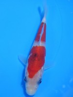  　大正三色　13cm　