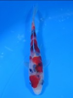  　大正三色　11cm　 