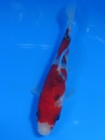  　大正三色　12cm　 