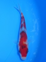  　大正三色　12cm　 