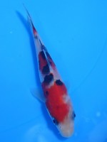  　大正三色　12cm　 