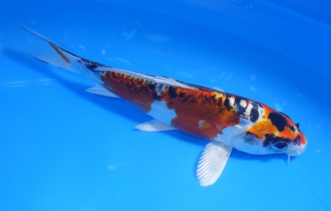 錦屋養鯉場　スペード丹頂 金輝黒龍　17cm　錦鯉販売　通信販売　錦屋養鯉場