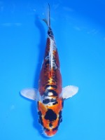 　スペード丹頂  輝黒龍　17cm　