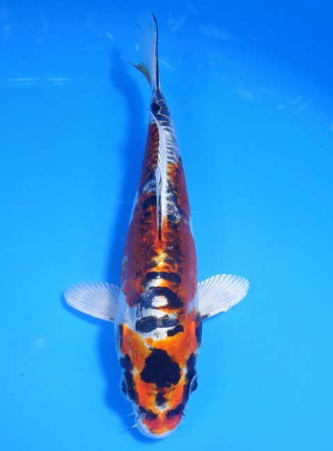 錦屋養鯉場　スペード丹頂 金輝黒龍　17cm　錦鯉販売　通信販売　錦屋養鯉場