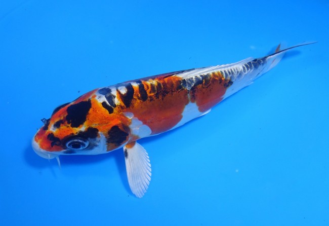 錦屋養鯉場　スペード丹頂 金輝黒龍　17cm　錦鯉販売　通信販売　錦屋養鯉場