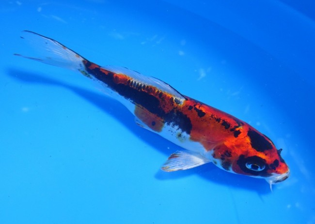 錦屋養鯉場　墨丸天 紅金輝黒龍　15cm　錦鯉販売　通信販売　錦屋養鯉場
