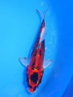 　墨丸天  紅金輝黒龍　15cm　