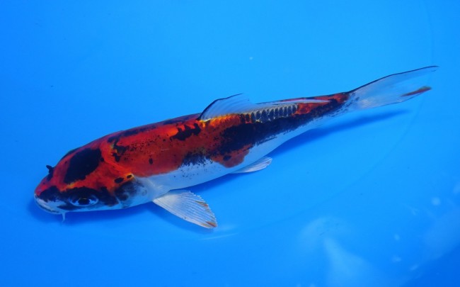 錦屋養鯉場　墨丸天 紅金輝黒龍　15cm　錦鯉販売　通信販売　錦屋養鯉場