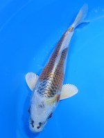 　きりん黄金　20cm　 