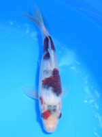 　　ぶどう衣　19cm　