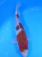 　　ぶどう衣　20cm　