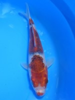 　　ぶどう衣　19cm　