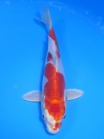 　 菊水　19cm　 