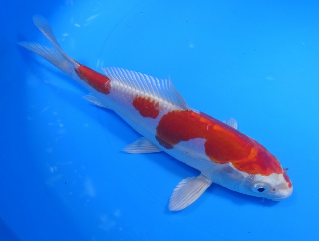 錦屋養鯉場　 菊水　19cm　 錦鯉　金魚 　通信　ネット販売　錦屋養鯉場
