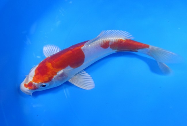 錦屋養鯉場　 菊水　19cm　 錦鯉　金魚 　通信　ネット販売　錦屋養鯉場