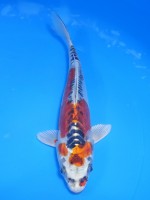  　ドイツ孔雀黄金　19cm　 