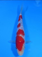  　ダイヤ銀鱗 紅白　13cm 　