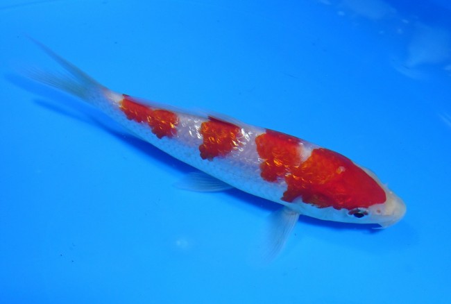 錦屋養鯉場 　ダイヤ銀鱗 紅白　13cm 　錦鯉販売　通信販売　錦屋養鯉場