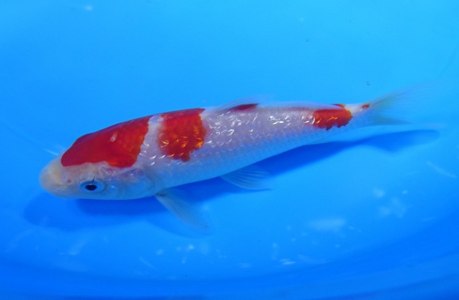 錦屋養鯉場 　ダイヤ銀鱗 紅白　13cm 　錦鯉販売　通信販売　錦屋養鯉場