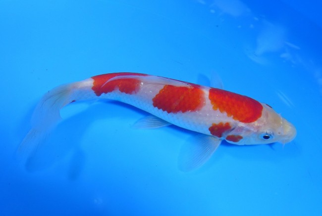 錦屋養鯉場 　三段紅白　15cm　 錦鯉販売　通信販売　錦屋養鯉場
