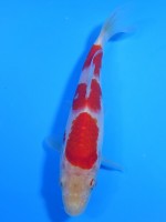 錦屋養鯉場 　紅白　15cm　 錦鯉販売　通信販売　錦屋養鯉場