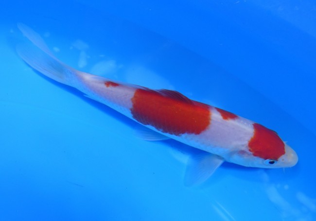 錦屋養鯉場 　丸天紅白　15cm　 錦鯉販売　通信販売　錦屋養鯉場