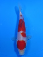  　丸天紅白　15cm　 