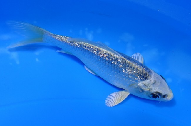 錦屋養鯉場 　ダイヤ銀鱗 銀兜　10cm 　錦屋養鯉場 　錦鯉販売　通信販売