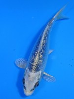 　ダイヤ銀鱗 銀兜　10cm 　