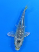  　パール銀鱗 山吹金兜　10cm 　