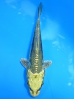  　みどり金兜ドイツ　11cm 　
