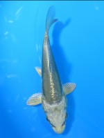  　みどり金兜ドイツ　11cm 　